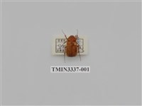 藏品(深山黃金龜)的圖片